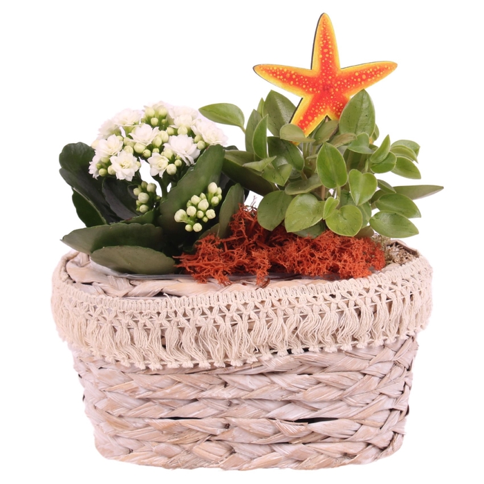 <h4>Opm Maritime Arr. Indoor Willow Pot Oval Frills</h4>