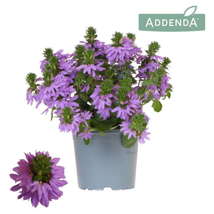 <h4>Scaevola aemula   ...</h4>
