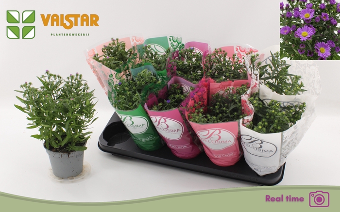 <h4>ASTE STARL GEM</h4>