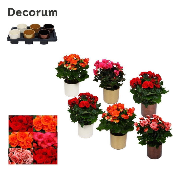 <h4>Begonia 13cm winter mix in keramiek gemengd</h4>