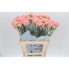 Dianthus St Lege Marrone