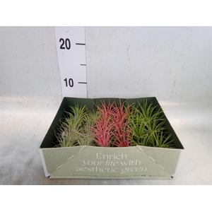 Tillandsia