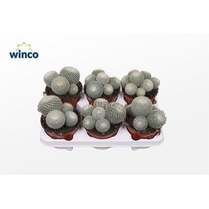 Mammillaria Scopa (Group)