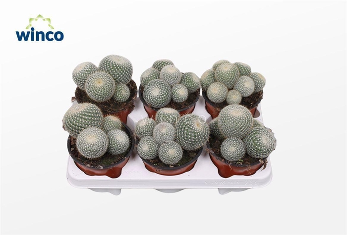 <h4>Mammillaria Scopa (Group)</h4>
