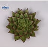 Echeveria Lipstick Cutflower Wincx-12cm