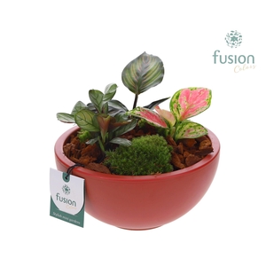 Schaal keramiek Moon Medium marala rood met groene planten