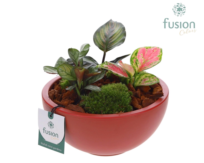 <h4>Schaal keramiek Moon Medium marala rood met groene planten</h4>