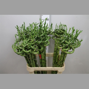 Drac Lucky Bamboo 090cm