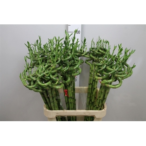 Drac Lucky Bamboo 090cm