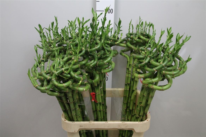 <h4>Drac Lucky Bamboo 090cm</h4>