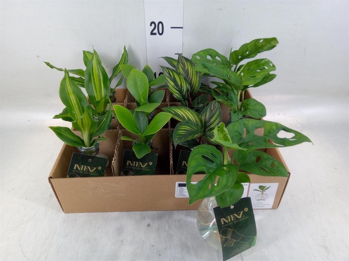 <h4>Planten  ..mix</h4>