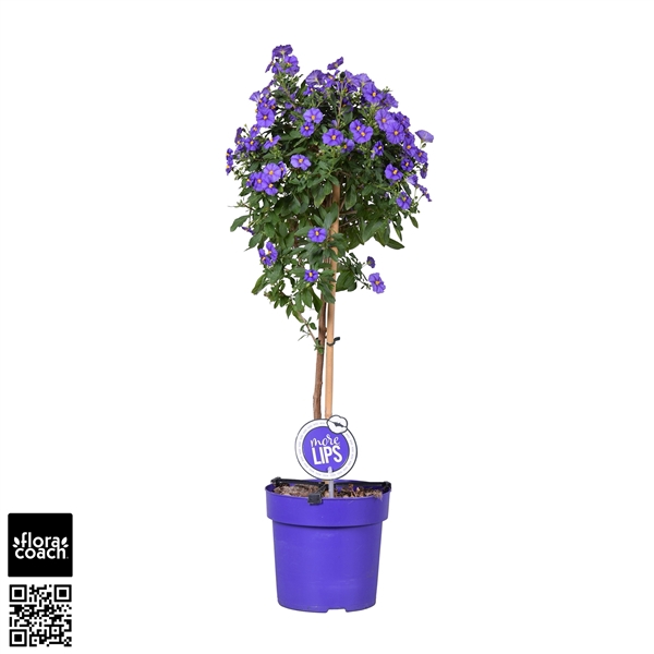 <h4>MoreLIPS® Solanum Rantonetti 'Blue Fontain' op stam</h4>