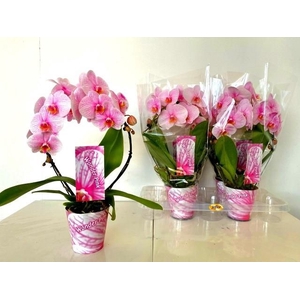 PHAL OV ROZE