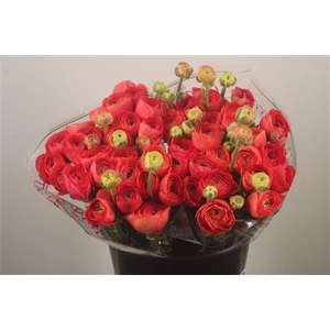 Ran.. Su Fragolino Extra