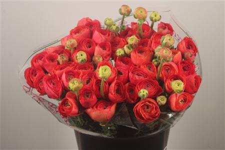 Ran.. Su Fragolino Extra