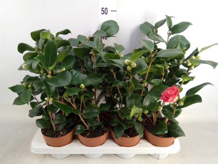 <h4>Camellia reticulata 'Mary Williams'</h4>