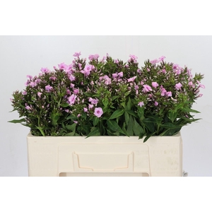 Phlox Sweet Lexy