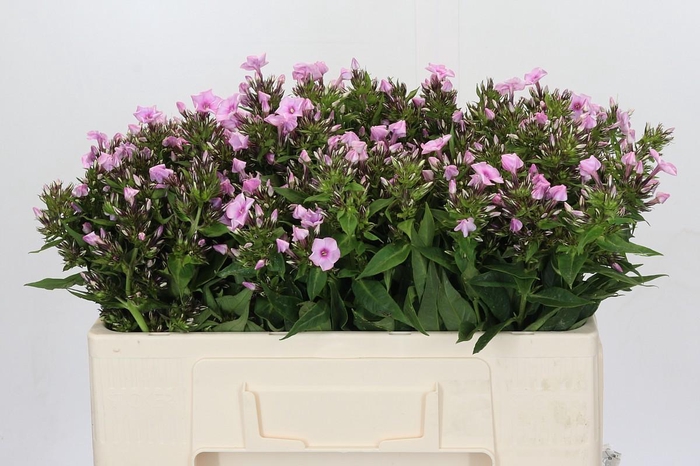 <h4>Phlox Sweet Lexy</h4>