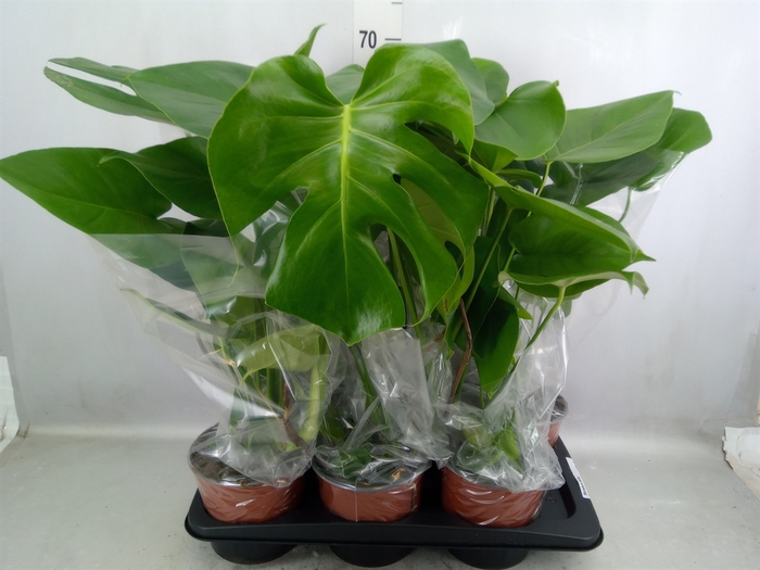 <h4>Monstera delic.</h4>