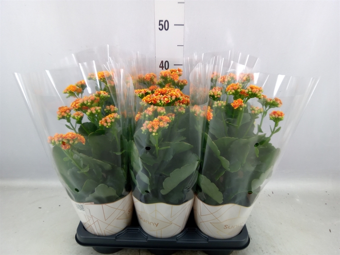 <h4>Kalanchoe   ...</h4>