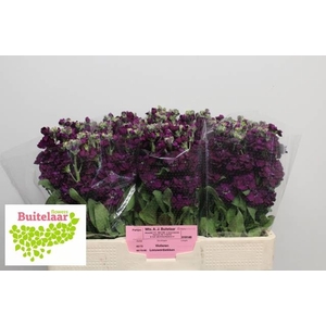 MATTH ANYT PURPLE