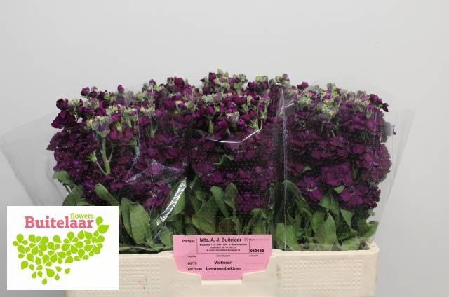 <h4>MATTH ANYT PURPLE</h4>