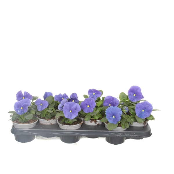 <h4>Viola witt. Delta True Blue</h4>