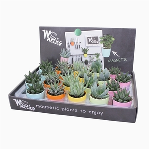 Aloë/Haworthia mix 5,5 cm in magnetic kleur pot