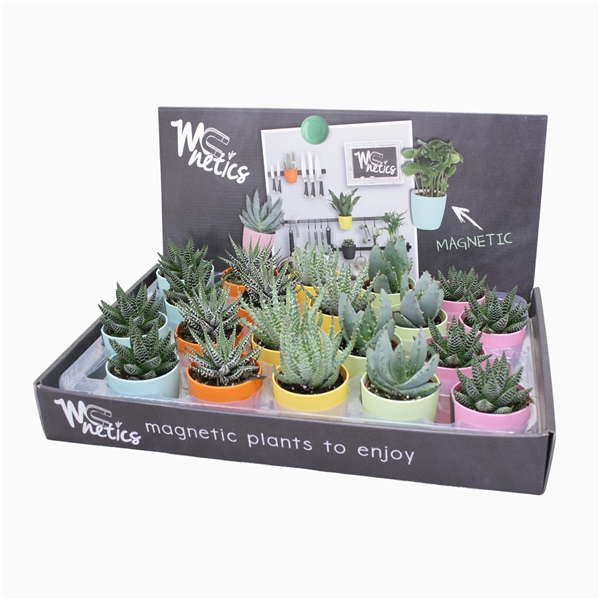 <h4>Aloë/Haworthia mix 5,5 cm in magnetic kleur pot</h4>