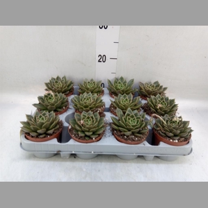 Echeveria   ...not flowering