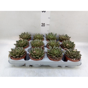 Echeveria   ...not flowering