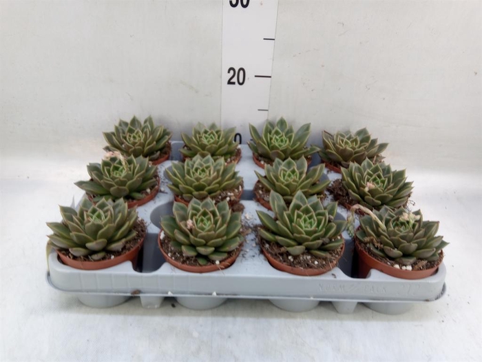 <h4>Echeveria   ...not flowering</h4>