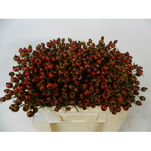 ROSA CLASS FRUITILIA