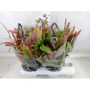 Rhipsalis   ...