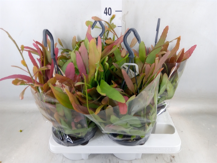 <h4>Rhipsalis   ...</h4>