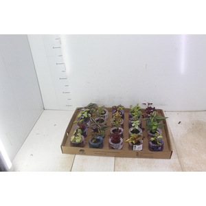 HIDROCULTURA VARIADO P05 PLANTA ORNAMENTAL