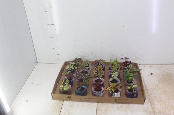 <h4>HIDROCULTURA VARIADO P05 PLANTA ORNAMENTAL</h4>