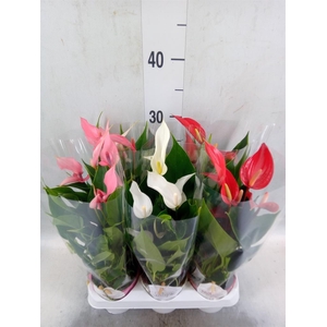 Anthurium   ...mix