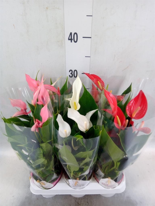 <h4>Anthurium   ...mix</h4>