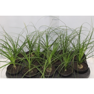 BEAUCARNEA RECURVATA P11