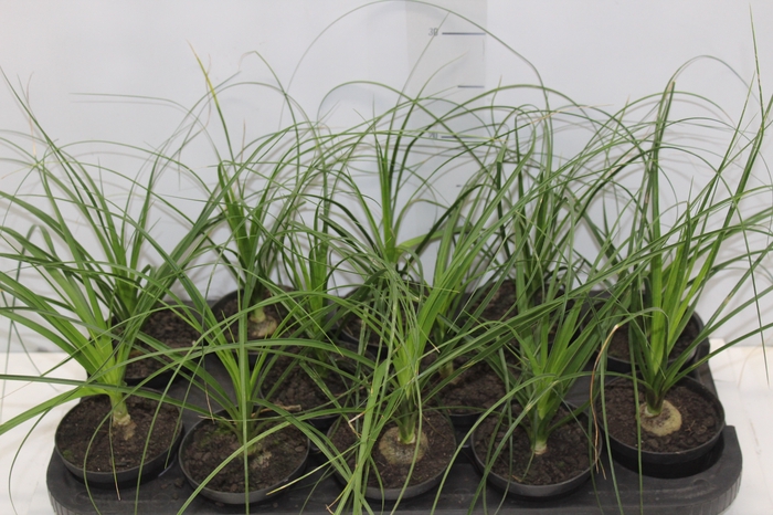 <h4>BEAUCARNEA RECURVATA P11</h4>