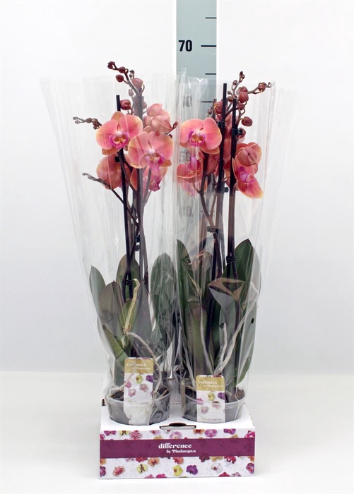 <h4>Phalaenopsis   ...</h4>