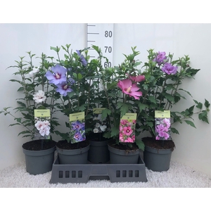 HIBISCUS SYRIACUS