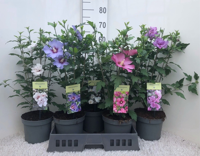 <h4>HIBISCUS SYRIACUS</h4>