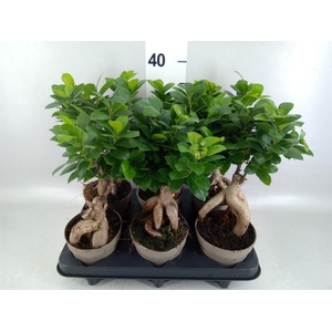 Ficus microcarpa 'Ginseng'