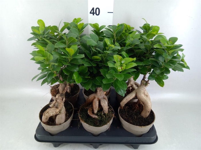 <h4>Ficus microcarpa 'Ginseng'</h4>