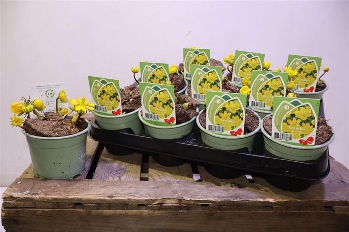 <h4>Eranthis Hyemalis</h4>