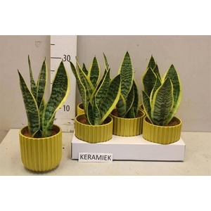 SANSEV FUTURA SUPERB