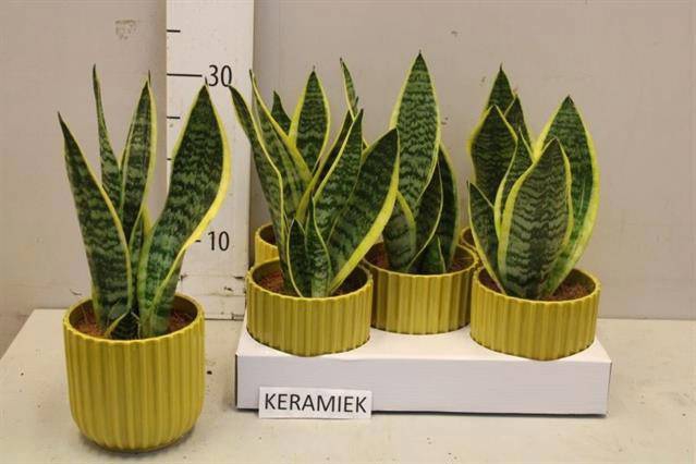 <h4>SANSEV FUTURA SUPERB</h4>