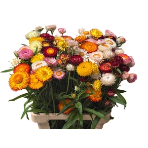 HELICHRYSUM OV